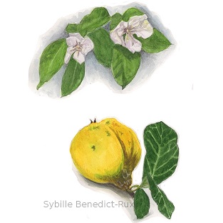 Botanische Illustration von Blüten und Frucht de ruitte